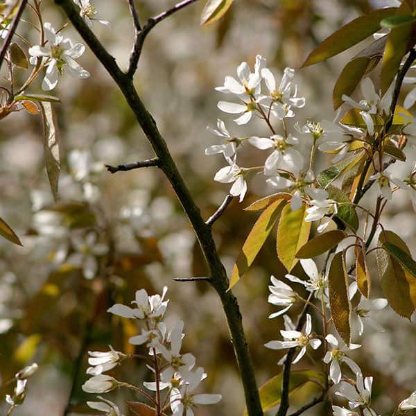 Small Trees for Small Gardens - Dig