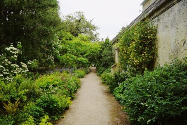 A gravel path with shrubs and flowering climbers either side