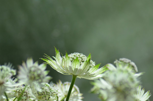 Astrantia 'Shaggy' - Dig